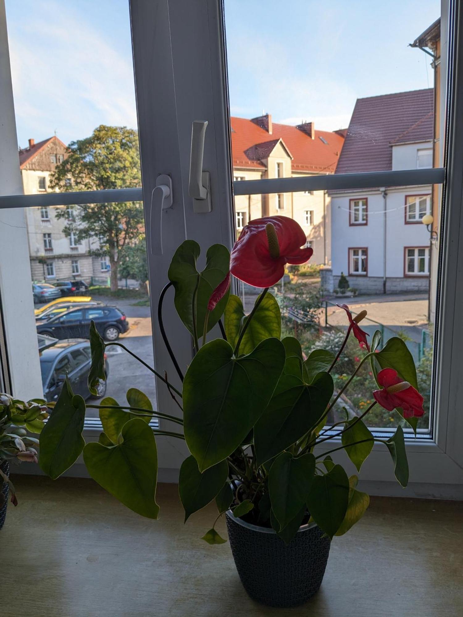 Apartament Na Klodzkiej Duszniki Zdrój Exterior foto